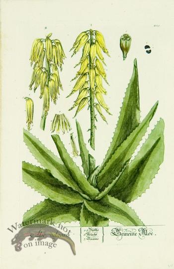 Blackwell German 188